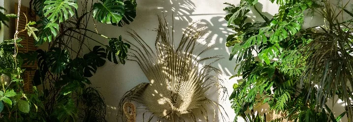 Sonnendurchfluteter Raum mit vielen Grünpflanzen